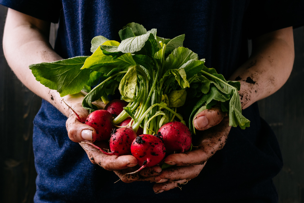 Pflanzkalender 2018: Wann man Gemüse und Kräuter pflanzen kann