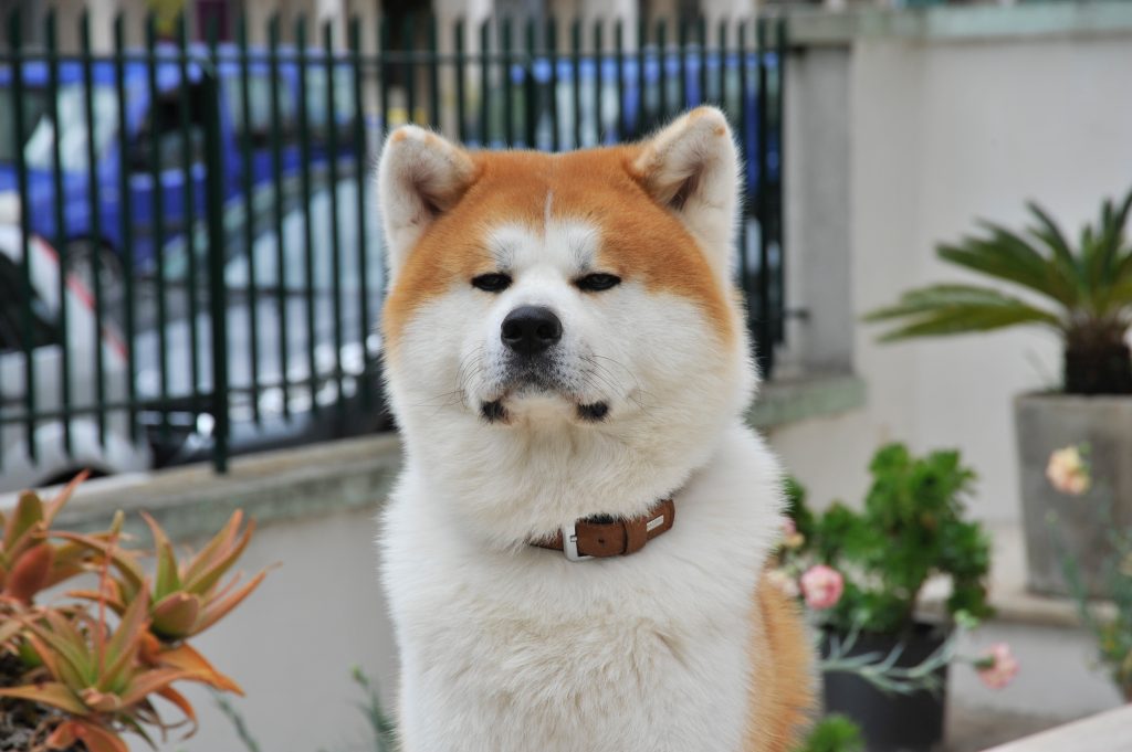 Dieser Hund passt zu deinem Sternzeichen Dieser Hund passt zu deinem Sternzeichen