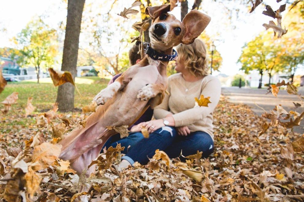 Hund tobt sich auf Verlobungsfoto aus