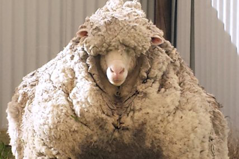Verwildertes Schaf schleppte 40 Kilo Wolle mit sich herum