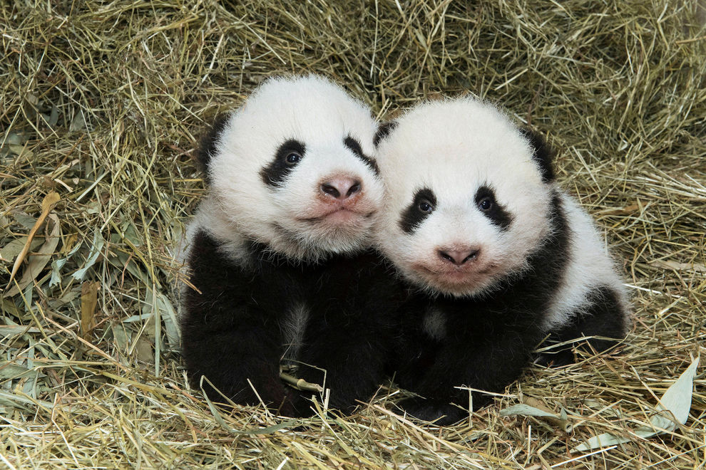 Die Panda-Zwillinge sind getauft