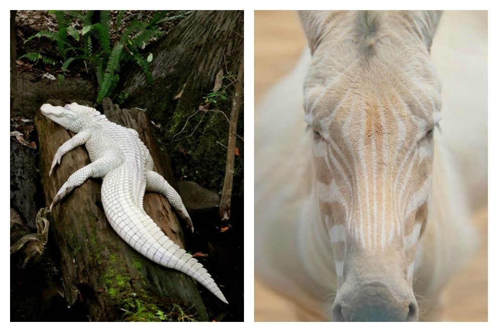 So wunderschön und einzigartig sind Albino-Tiere