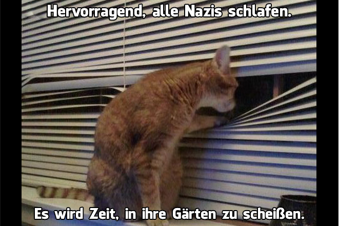 Student kämpft mit Katzen-Memes gegen Fremdenhass