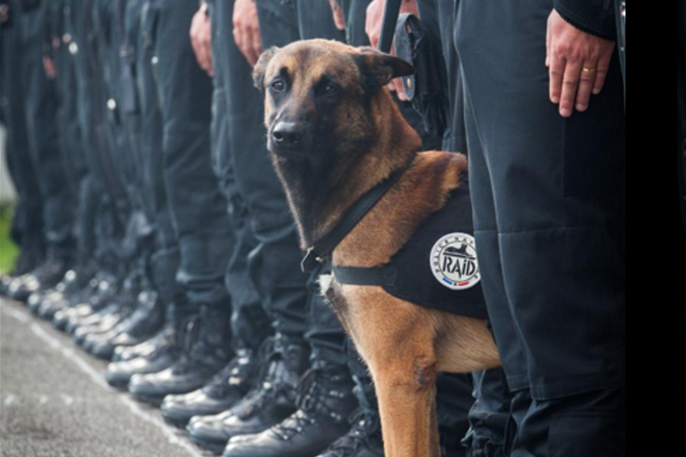 Sprengstoffspürhund stirbt bei Anti-Terror-Einsatz in Frankreich