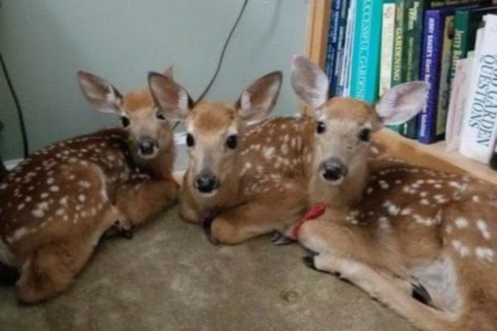 Frau findet Reh-Babys in ihrem Wohnzimmer