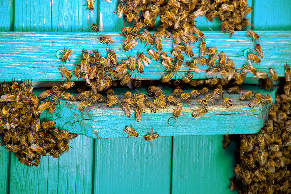 Bei diesem Schwangerschafts-Shooting mit 20.000 Bienen bleibt einem der Atem weg