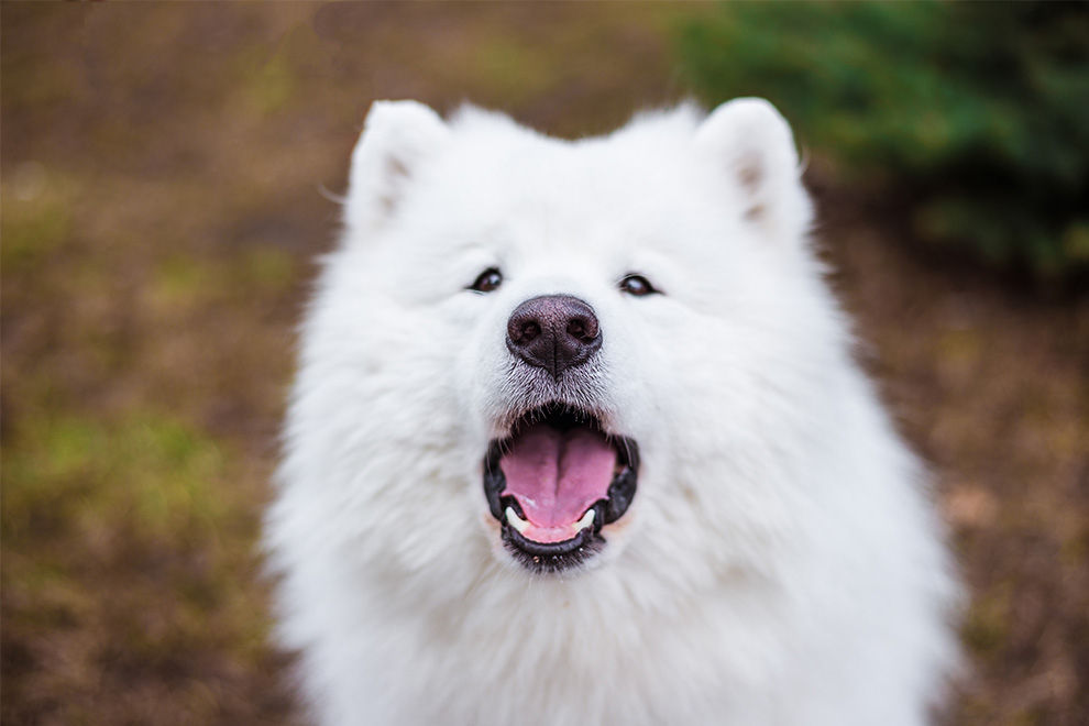 Weil Hunde „zu laut bellen“ sollen ihnen Stimmbänder entfernt werden