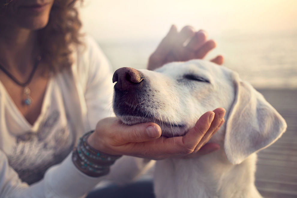 So geht erste Hilfe für deinen Hund