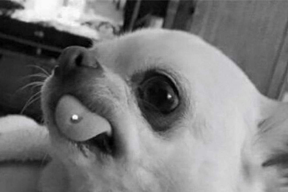 Diese Frau verpasste ihrem Hund ein Zungenpiercing