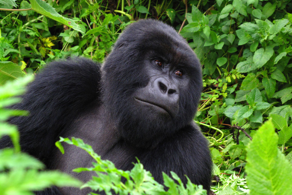 Gorilla warnt Menschheit vor Klimawandel