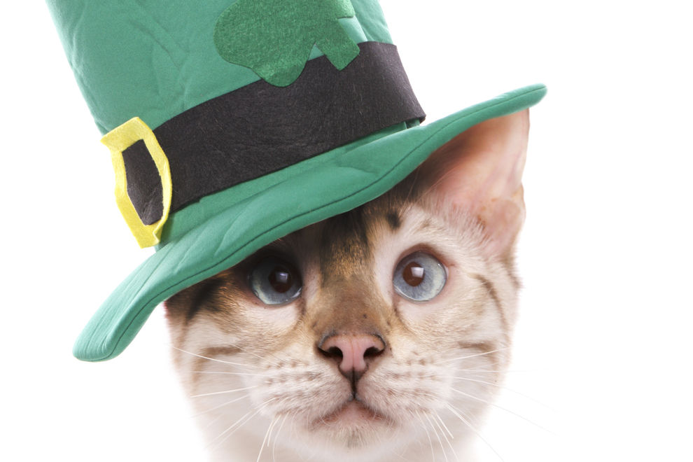 7 Fakten zum St. Patrick’s Day