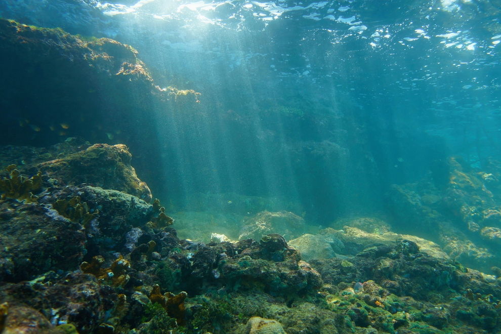 Forscher entdecken mysteriösen „Geisterfisch“ im Ozean