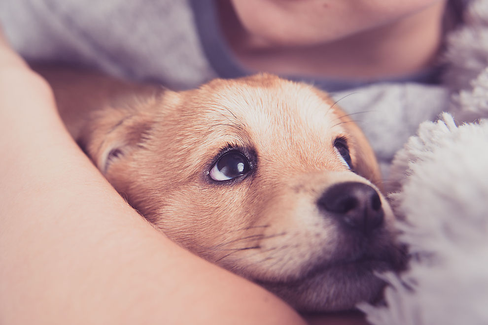 Das musst du beachten, wenn du einen Hund aufnehmen möchtest