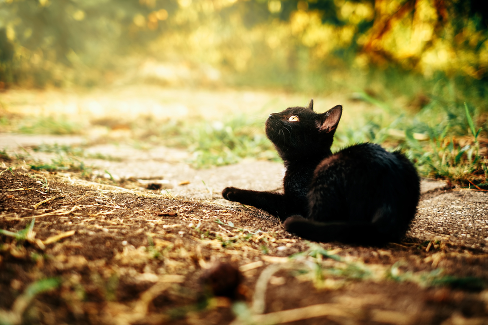 Zwei lebende Katzen in Müllsack gesteckt und weggeworfen