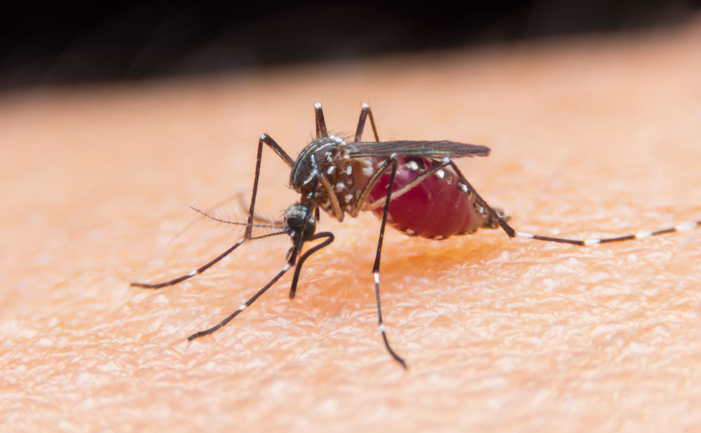 Mücken- und Wespenfalle selber basteln