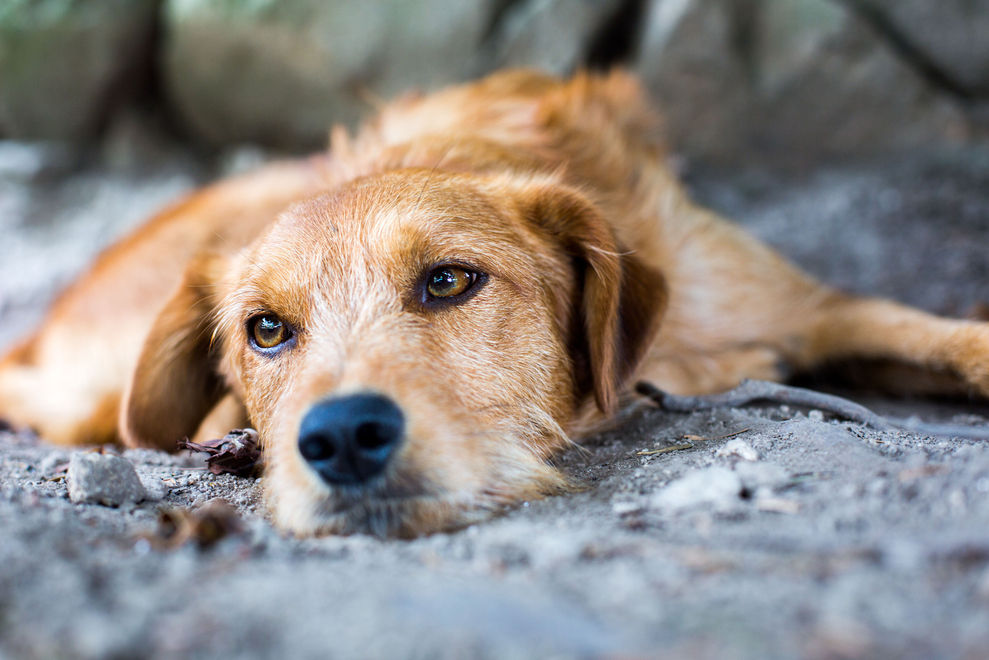 Diese Aktion für streunende Hunde berührt weltweit