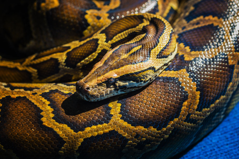 Python verschlingt 25-Jährigen in einem Stück