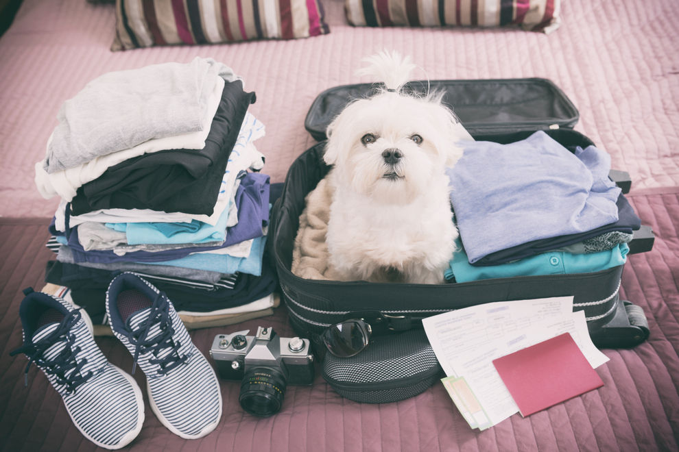 Deshalb solltest du mit deinem Hund nach dem Urlaub zum Tierarzt gehen