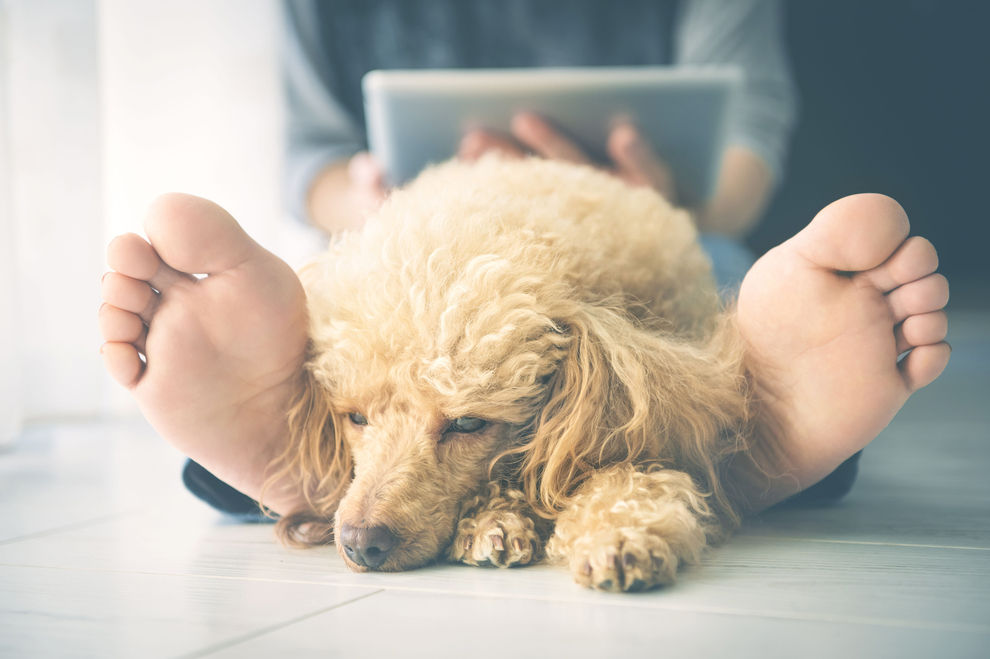 Hunde bei Gewitter beruhigen: 5 Tipps, die helfen können