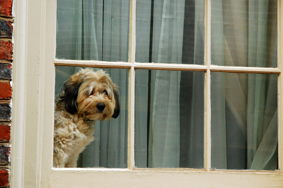 Deswegen starrte dieser Hund tagelang aus dem Fenster