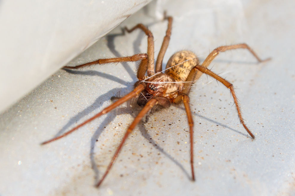 Diese riesige Spinne krabbelt jetzt in deutschen Wohnungen