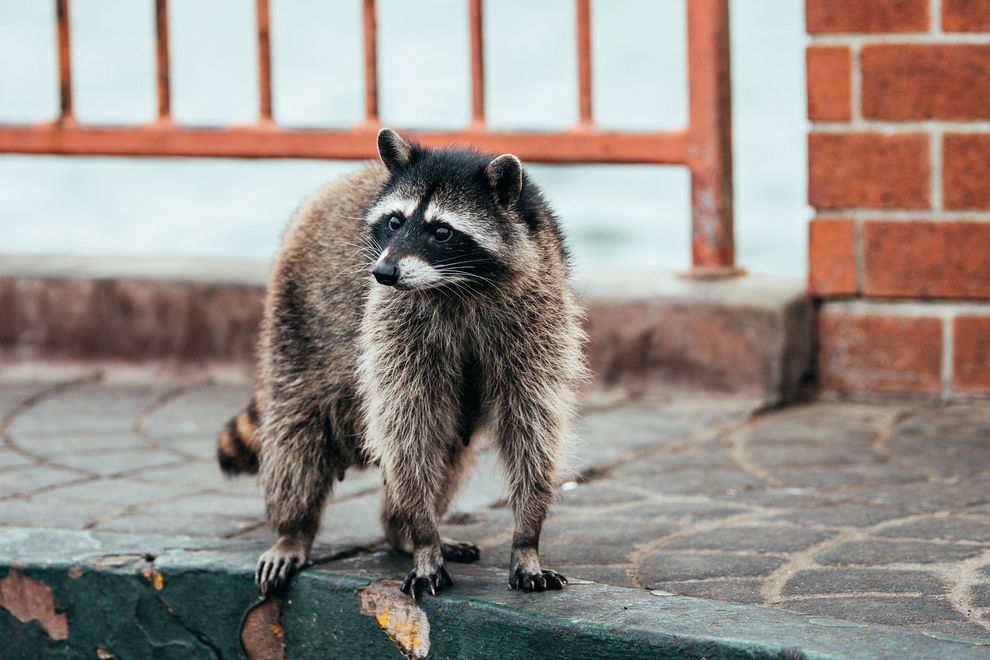 Betrunkener Waschbär löst Polizeieinsatz aus