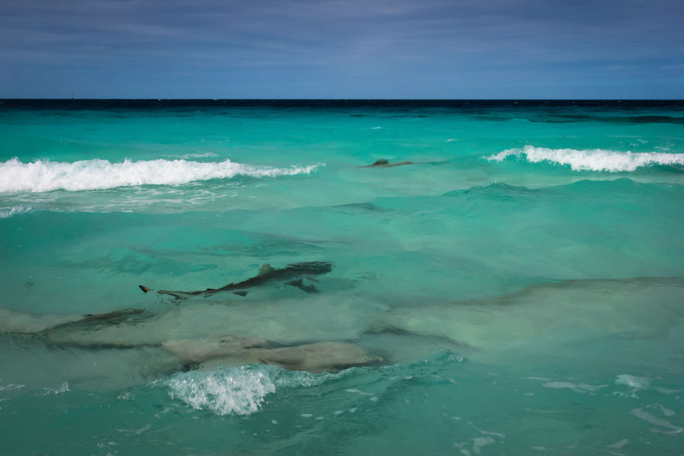 Hai auf Strand in Mallorca eingeschläfert