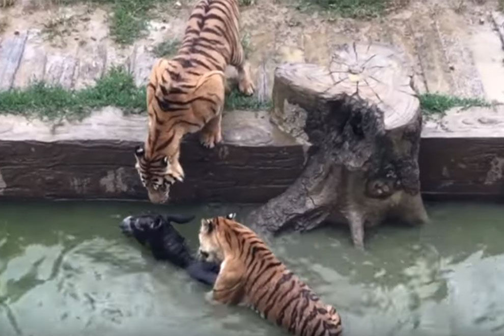 Ein Zoo verfüttert lebendigen Esel an Tiger