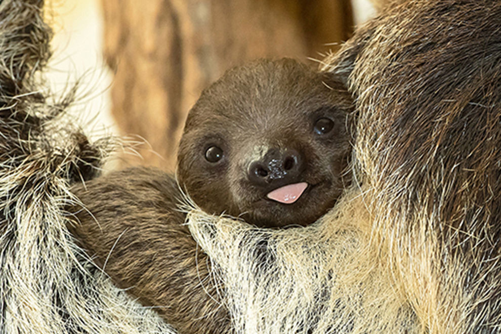 Faultier-Nachwuchs im Tiergarten Schönbrunn