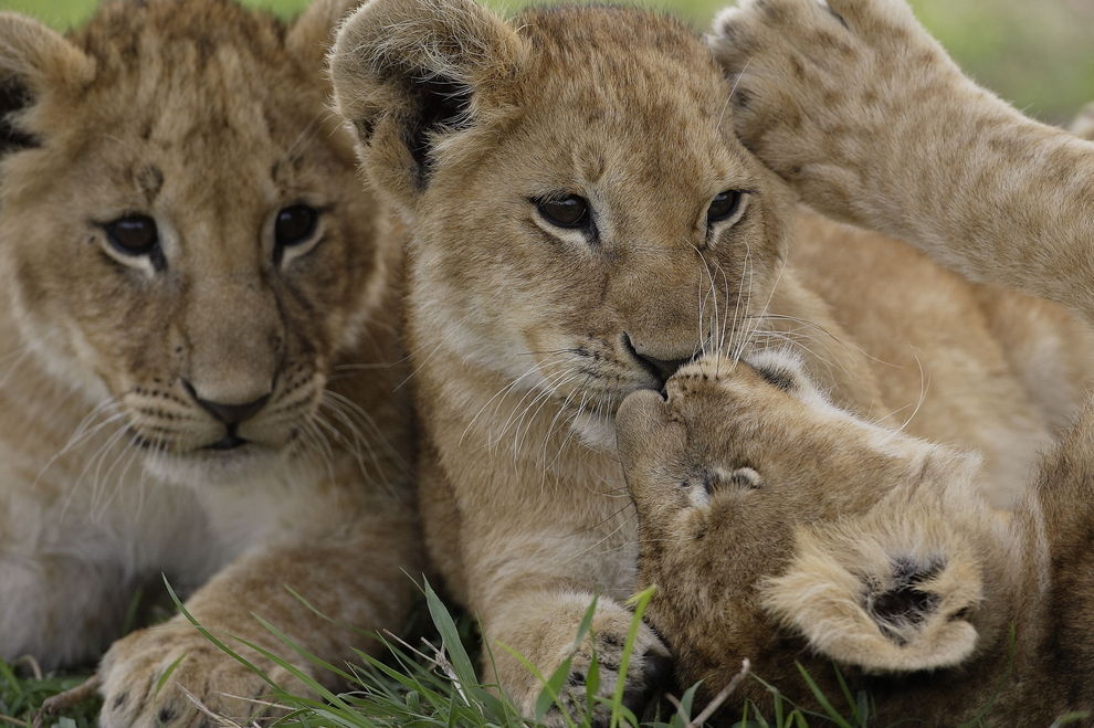 Schwedischer Zoo tötet 9 gesunde Löwenbabys