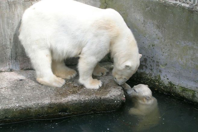 Eisbärenjunges in Berliner Zoo an Dehydrierung gestorben
