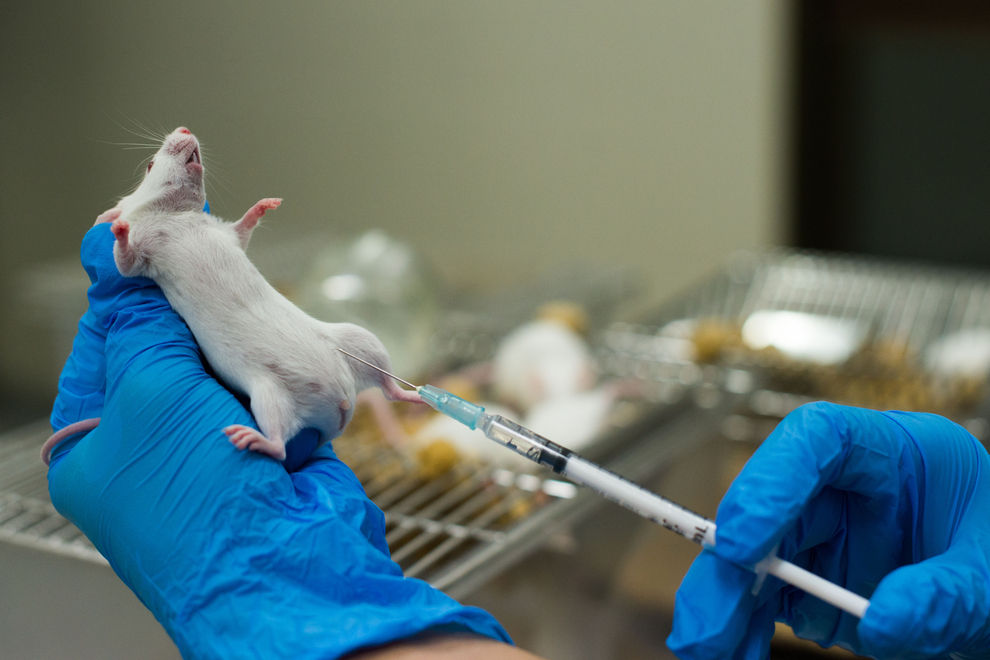 Zahl der Tierversuche ist drastisch gestiegen
