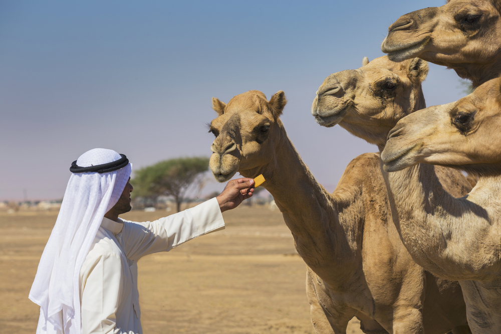 12 Kamele wegen Botox von Schönheitswettbewerb ausgeschlossen