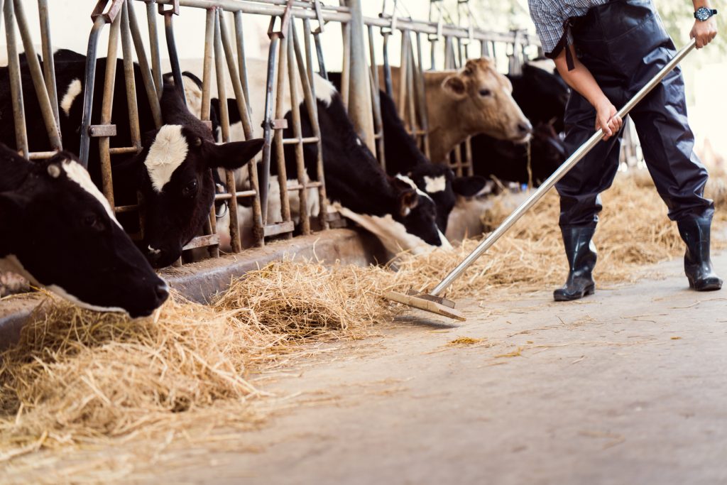 Zu oft werden Antibiotika in der Tierhaltung zur Krankheitsverhütung statt -behandlung eingesetzt. Das senkt deren Effizienz langfristig sehr stark. 