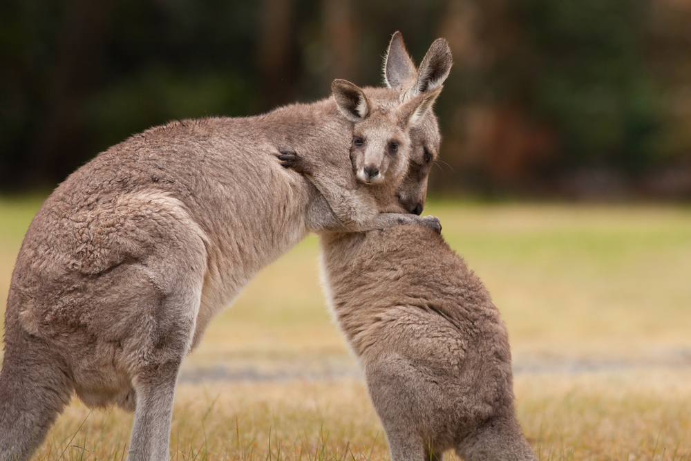 Zoo-Besucher tötet Känguru mit Steinen