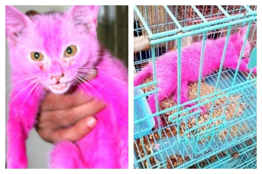 Verkäufer taucht Kätzchen in giftige Farbe, um es teurer verkaufen zu können