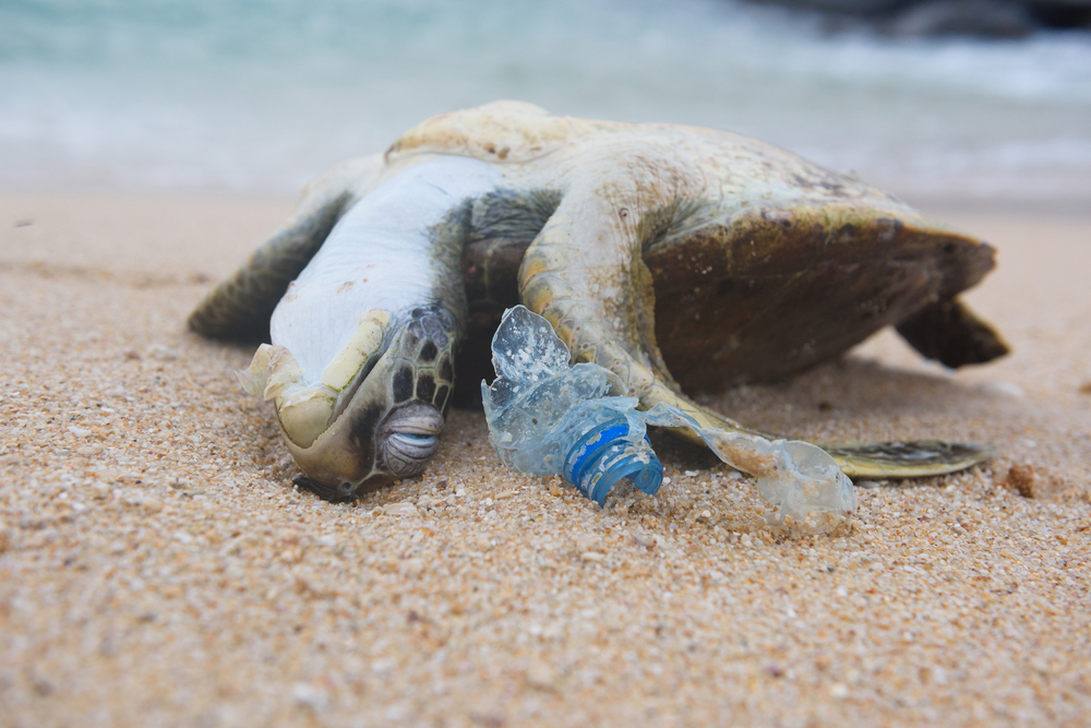 „Tag der Meere“: Rekordmengen Plastikmüll im Mittelmeer gemessen