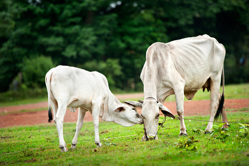 Kärnten: Bauer ließ seine Kühe verhungern