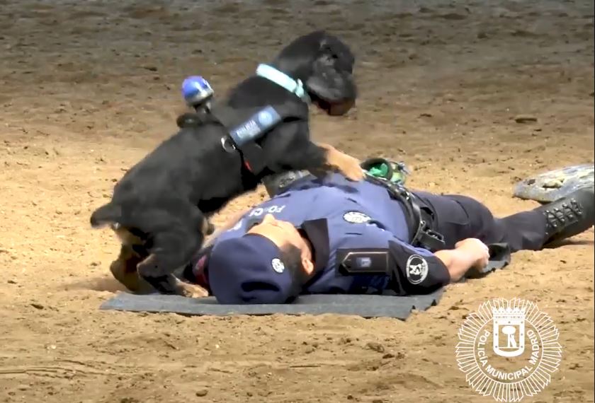 Polizeihund, der seinen Partner wiederbelebt, wird zum Internet-Star