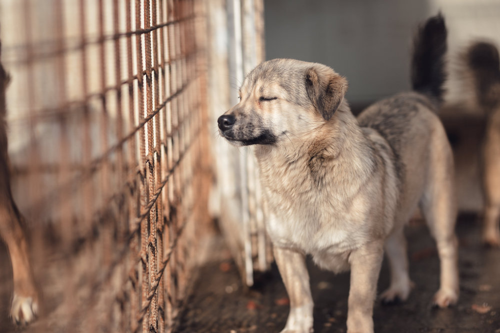 Hundefleischfestival in Yulin hat begonnen: Hundekadaver für 100 Euro als „Delikatesse“