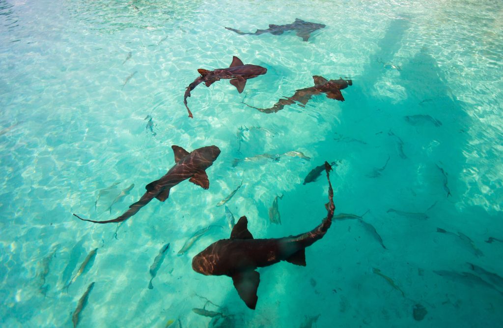 Bloggerin posiert auf den Bahamas und wird von Hai gebissen