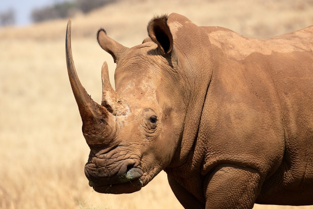 Breitmaulnashorn stirbt aus, nur eine Aktion könnte die Spezies retten