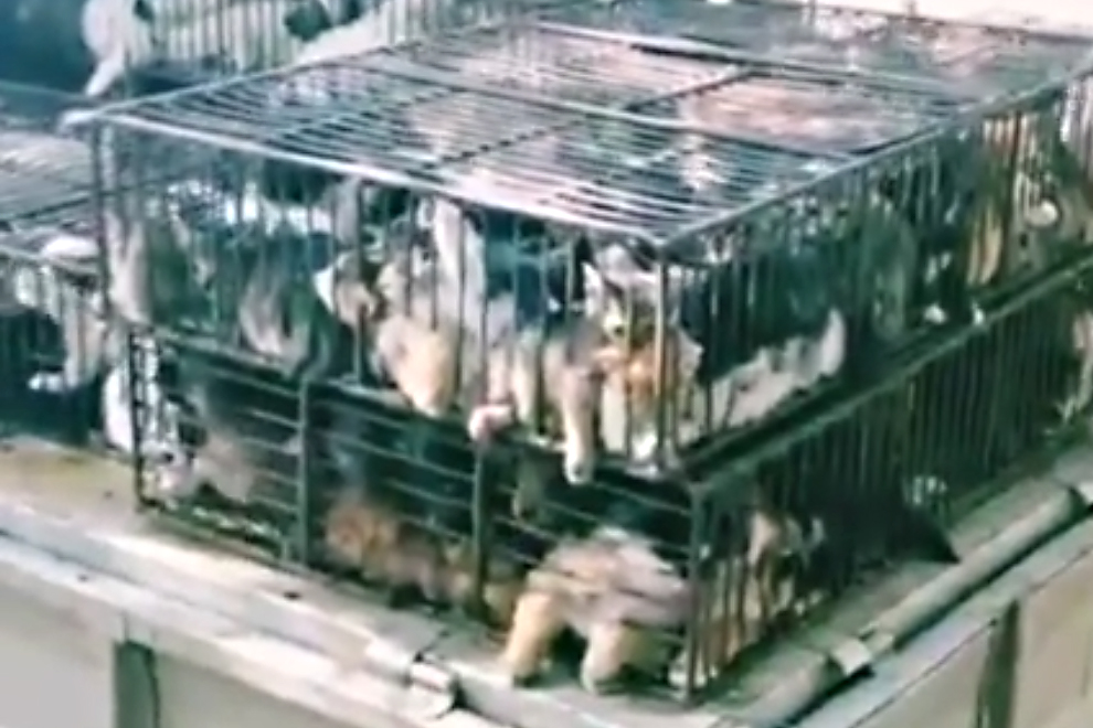 China: Entsetzliches Video zeigt Katzen- und Hunde-Babys auf Tiermarkt