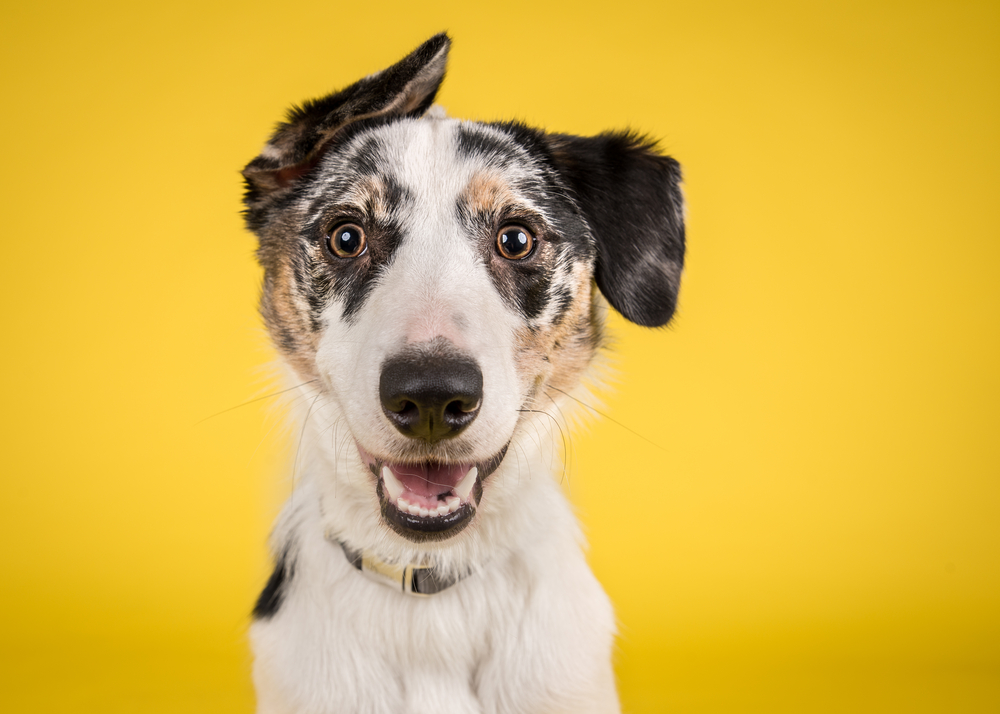 „Maxdonna“: Hund stellt Madonna-Fotos nach