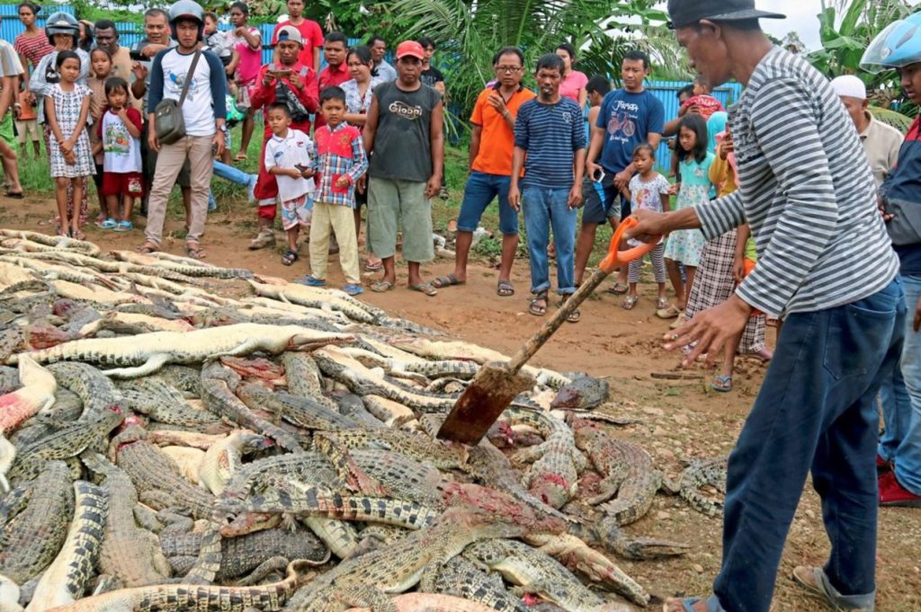 Aus Rache: Indonesische Dorfbewohner töteten 300 Krokodile