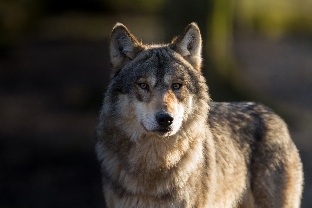 Deutschland: Wölfin erschossen und mit Betongewicht versenkt