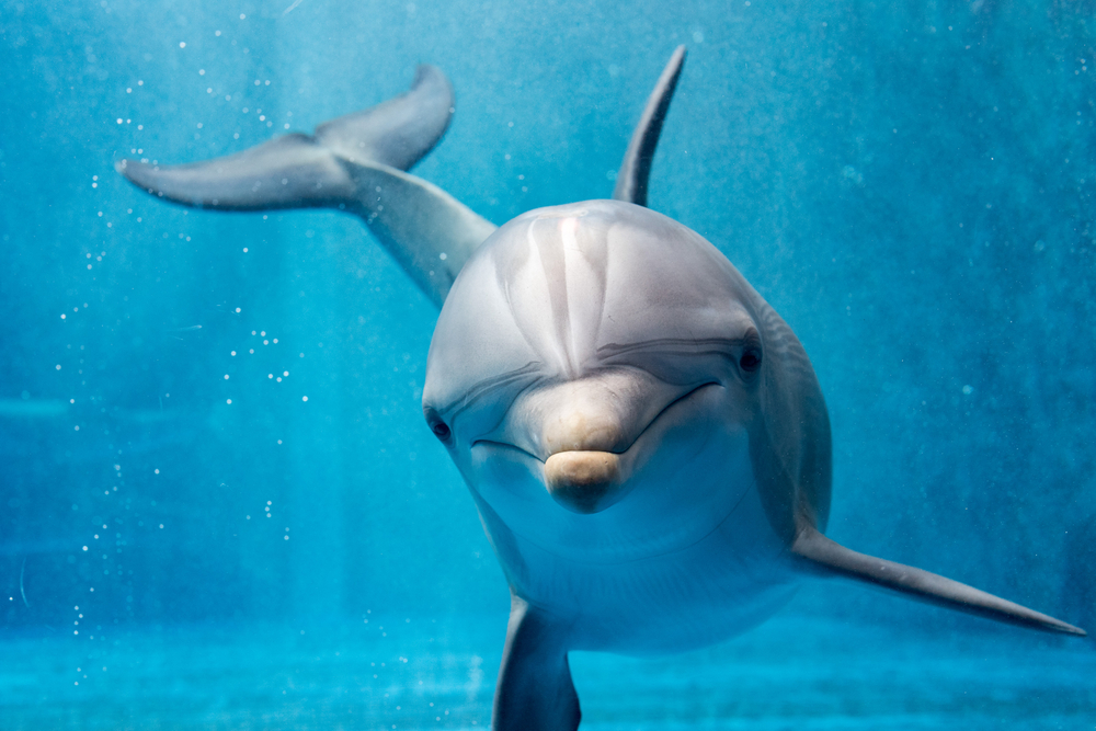 Delfin auf Partnersuche löst Badeverbot in Frankreich aus