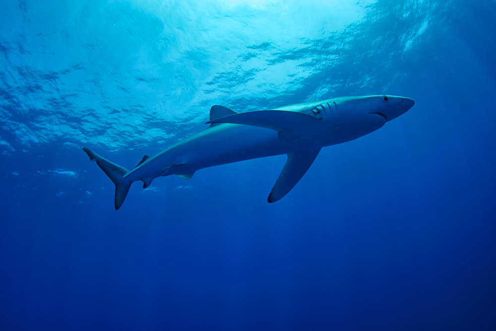 Hai-Alarm auf Mallorca: Kranker Blauhai schwimmt bis an den Strand