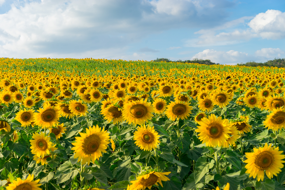 Instagramer sorgen für Chaos auf Sonnenblumen-Farm in Kanada