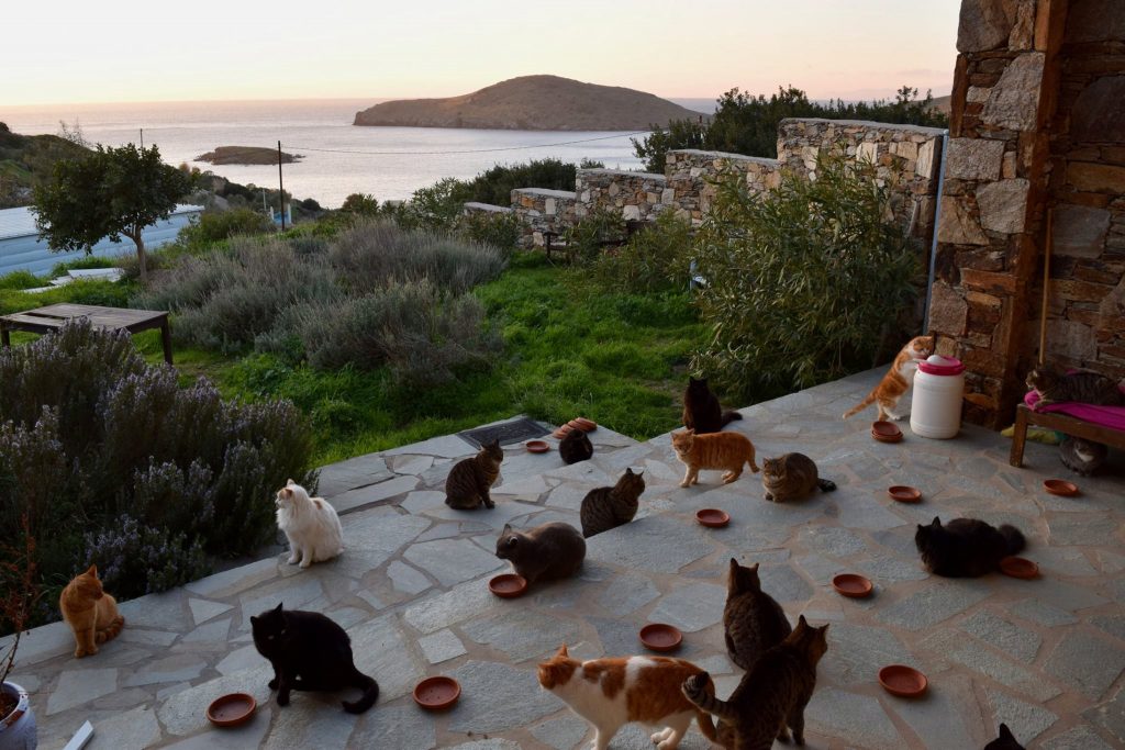 Job-Angebot: Wer will auf einer griechischen Insel Katzen sitten?